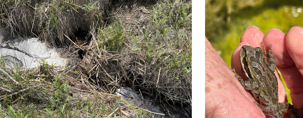 Muskrat dam and frog found at Foster Creek