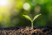 Seedling in dirt