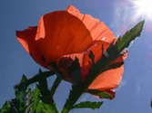 Orange poppy