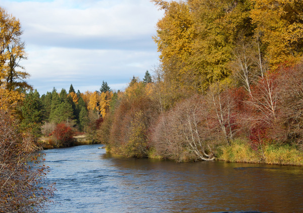 Yakima river flowing between trees with fall foliage
