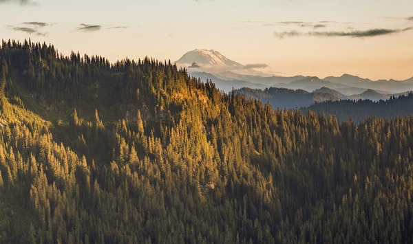 rainier and forest