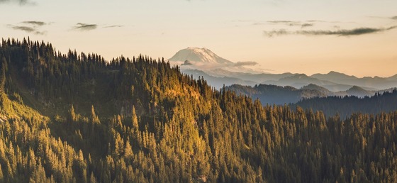 rainier and forest 2