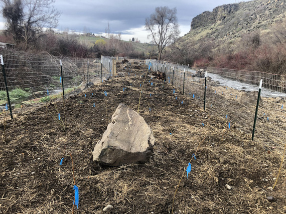 Native plantings along creek protected by temporary fence barrier