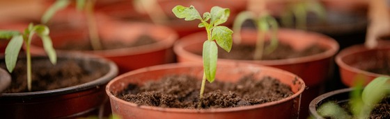 seedlings Photo by Irina Krutova on Unsplash