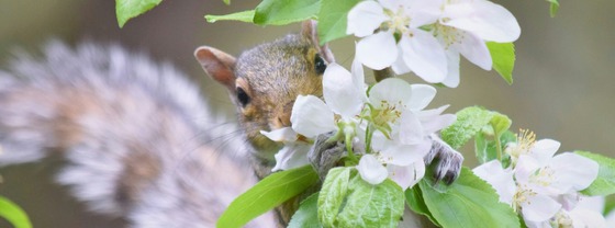 Squirrel in cherry blossoms. Photo by Jennifer Uppendahl on Unsplash