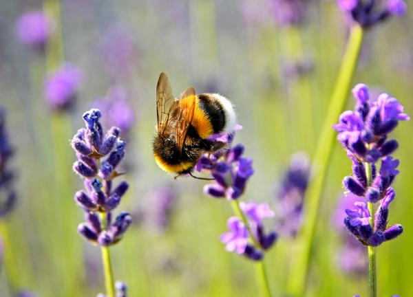 bee on lavender flower