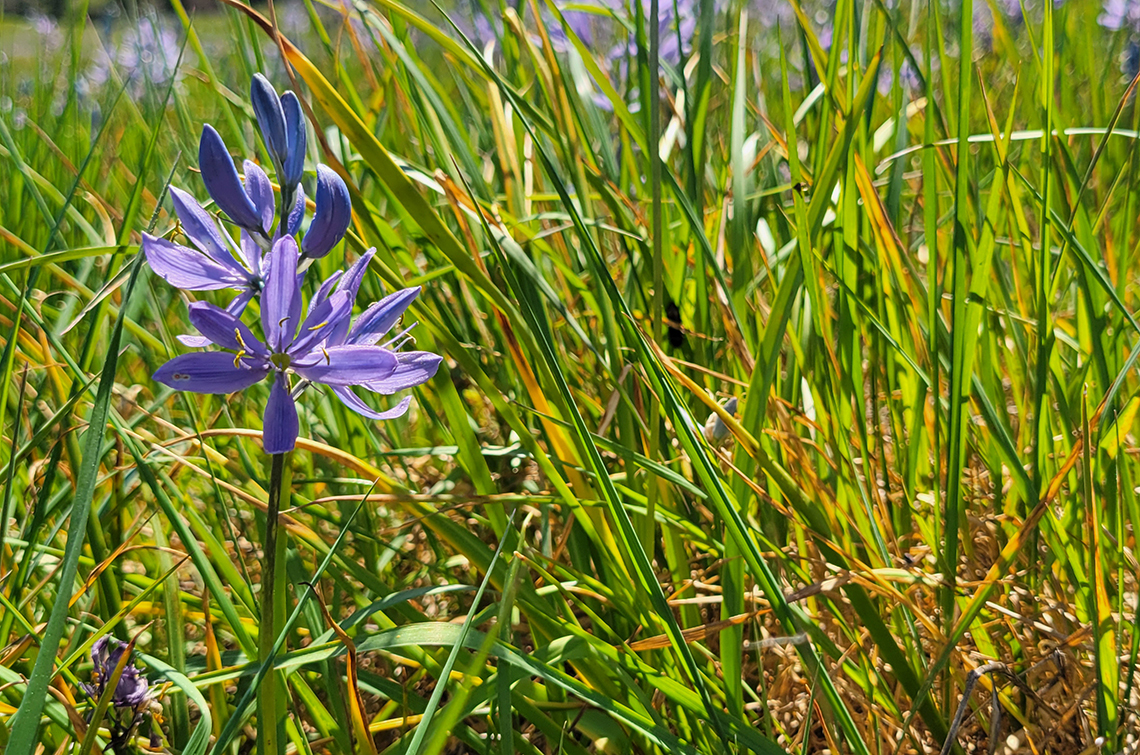 Camas flower close-up in green meadow