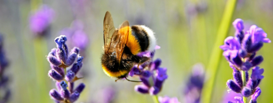 Bee on lavender. Photo by Adonyi Gábor on Unsplash