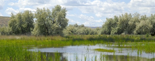 A pool in wetlands, filled with green reeds, stands out against dry shrublands behind it.