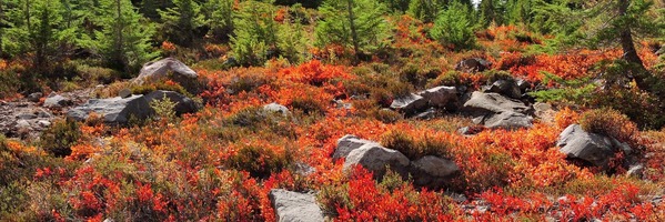 Scarlet brush covers a rocky hillside with evergreens emerging in the background.