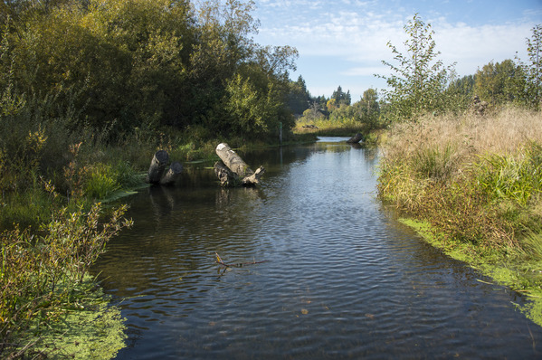 Image of a successfully restored riparian area.