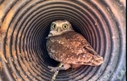 Artificial owl burrow