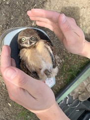 baby owl ready for banding