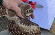 banded burrowing owl ready to be released