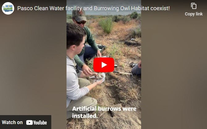 Screenshot of video telling the story of the burrowing owls in Pasco.