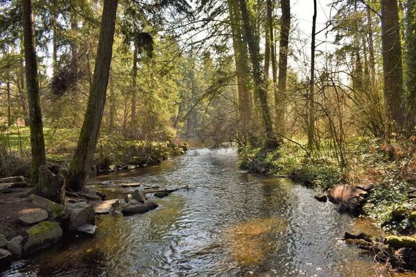 Stream runs through and urban forest