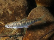 A baby salmon swims over small pebbles in a clear stream. The fish has dark bands and spots that help identify it as a juvenile Chinook salmon.