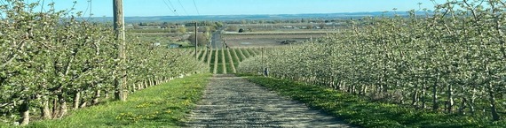Irrigated apple orchards the Walla Walla River Basin.