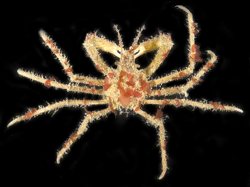 A decorator crab has a pointy head and eight long, spindly arms
