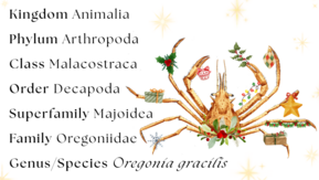 Decorator crabs, also called Oregonia gracilis, belong to Kingdom Animalia, Phylum Arthropoda, Class Malacostraca, Order Decapoda, Family Oregoniidae