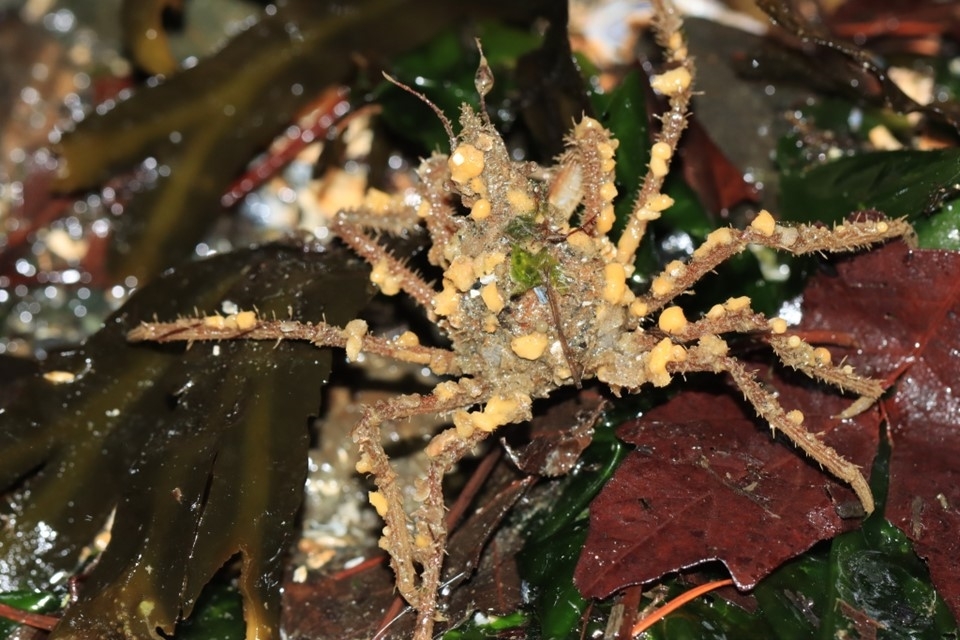 A decorator crab sitting on a bed of seaweed covered in small sponge and algae pieces.
