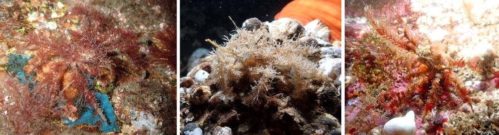Three decorator crabs are covered in algae and hydroids to camouflage and blend into their surroundings