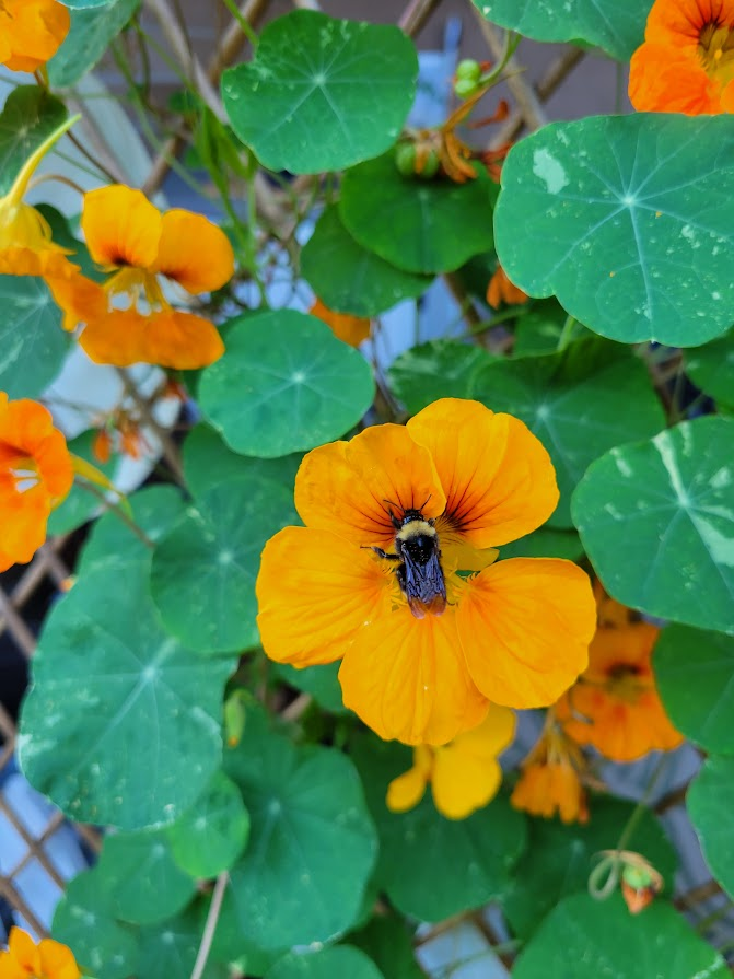 Bee