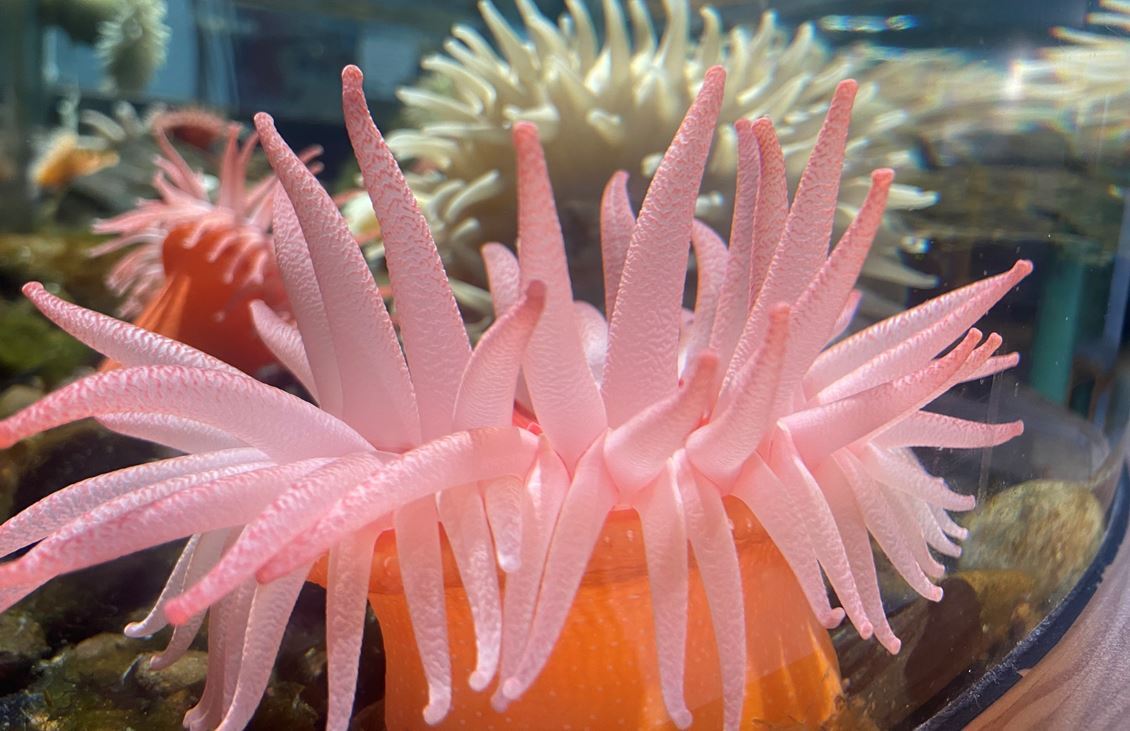 Sea Anemone