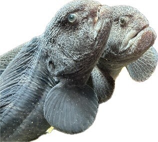 Wolf EEls