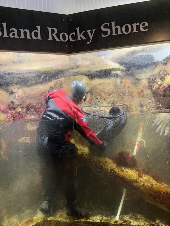 Wolf Eel in net
