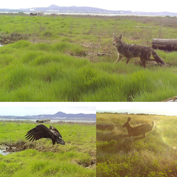 Wildlife