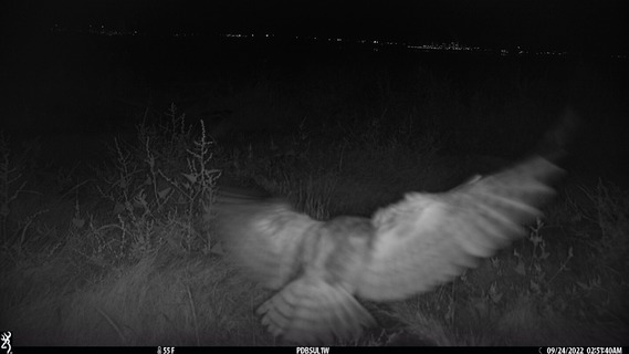 Wildlife Camera