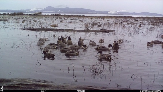 Ducks