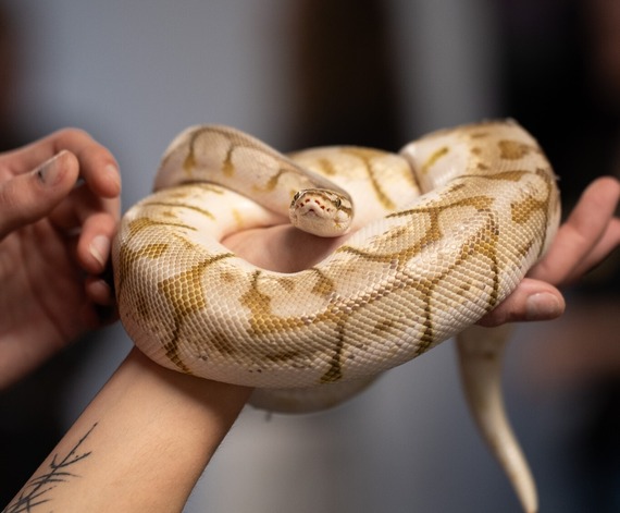Snake