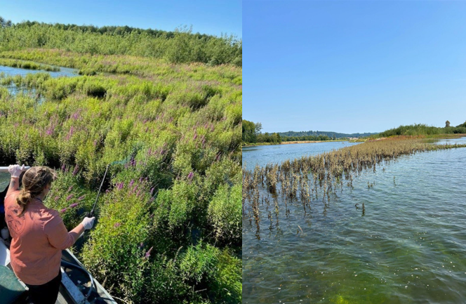 OCBAprilNewsletterNoxiousWeeds