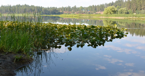 Photo of lake with lily pads and aquatic grass 