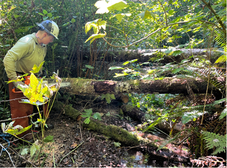 Adding to in-stream woody debris structures for the Schafer Creek Beaver Dam Analog project constructed in 2025. 