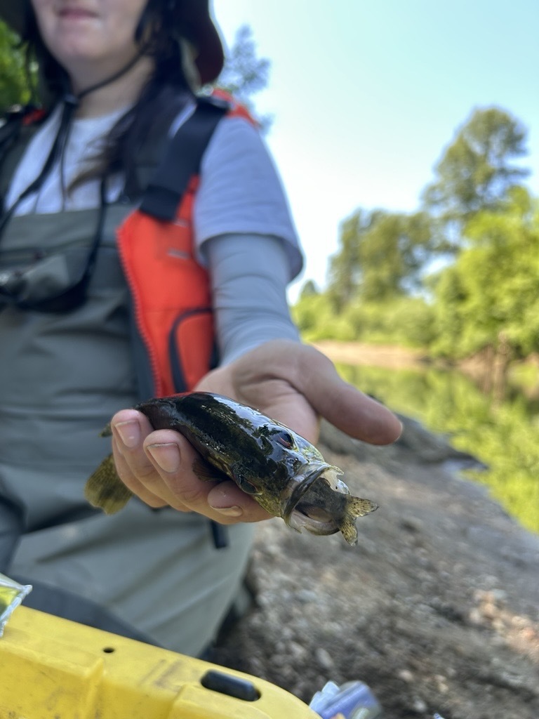 Bass photo