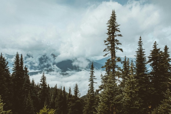 Foggy mountains 