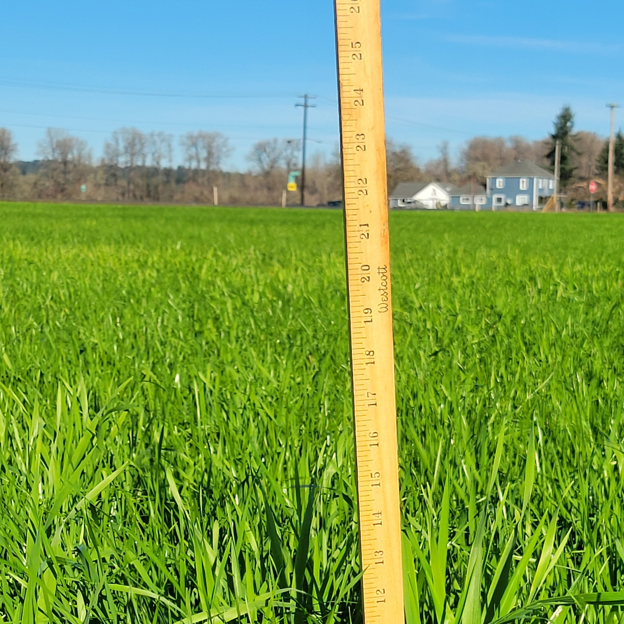 Measuring stick on cereal rye field