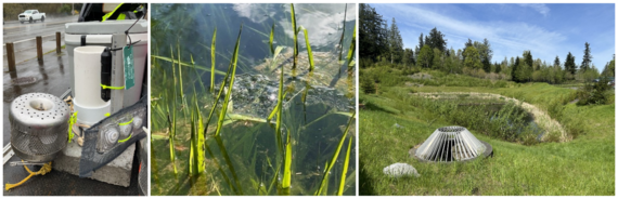 6PPDQ passive sampler package, bullfrog egg masses, example stormwater pond amphibian habitat.
