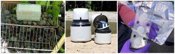 Equipment used to measure 6PPD and assess stream conditions - wire basket, cylinder tube, hand holding thin plastic collection device.