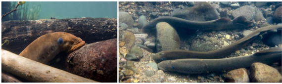Aquatic environment with rocks, logs, and adult pacific lampreys.