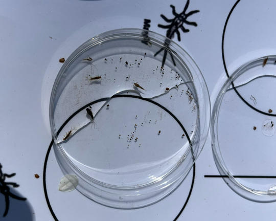 A stream sample showing macroinvertebrate larvae. 