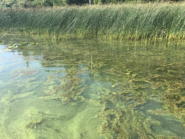 Lake with green algae covering the surface