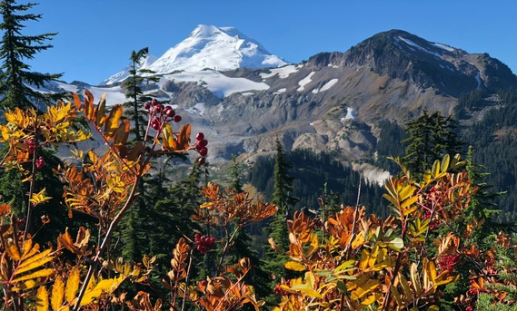 orange shrubbery in front of Mount Baker