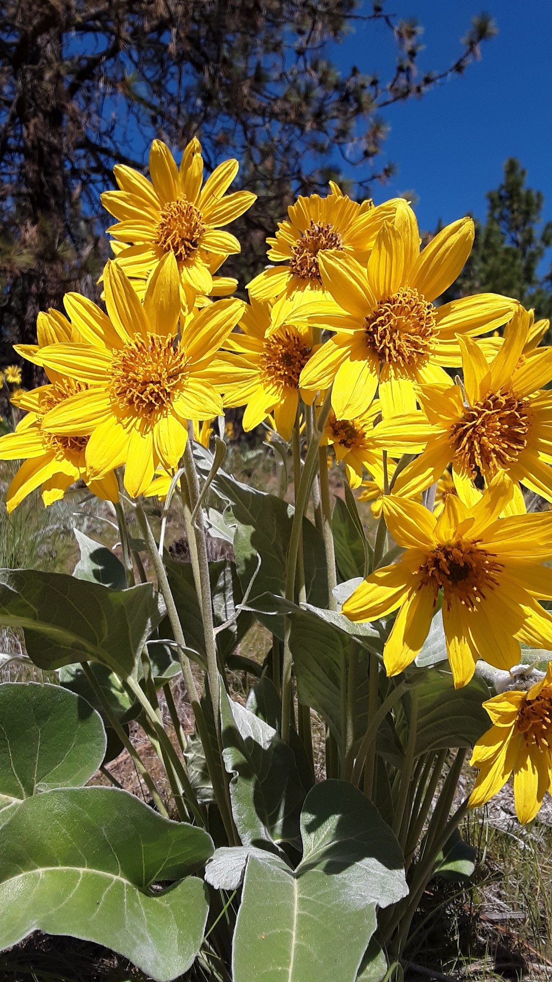 wild sunflowers