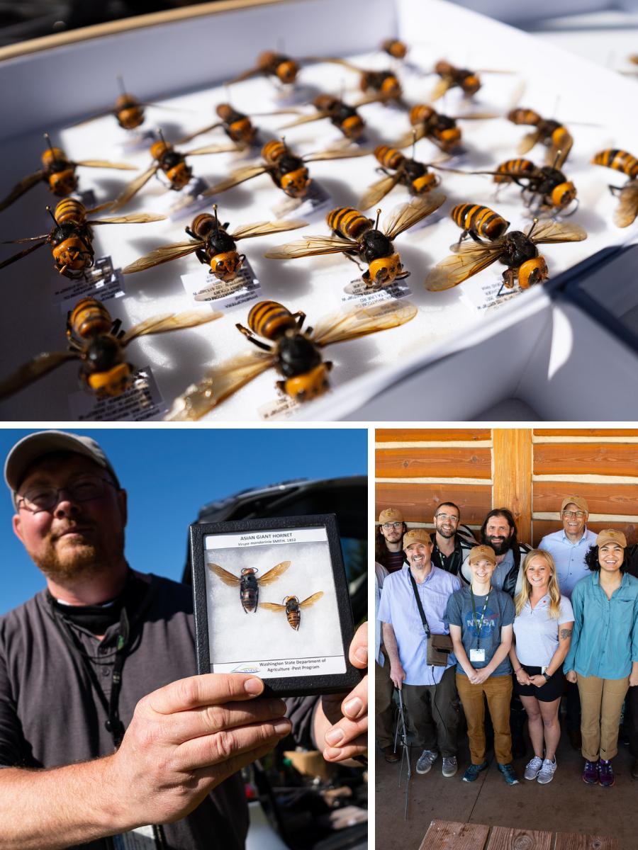 Asian giant hornets, often called ?murder hornets,? continue to appear in Blaine and Bellingham. WSDA entomologists are working to eradicate them.