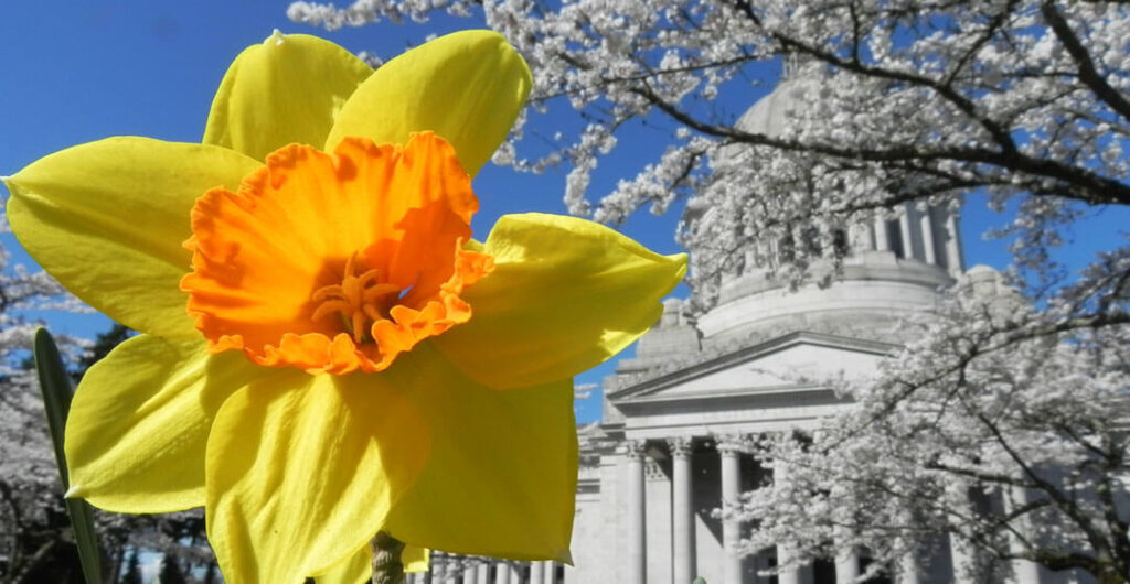 Daffodils bloom in front of the Washington State Capitol