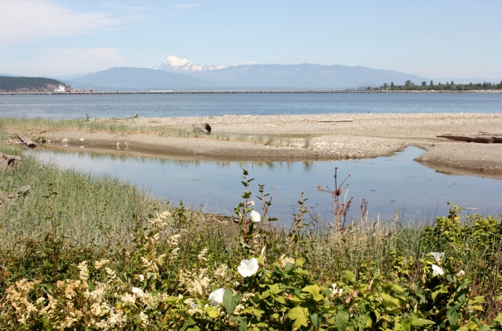 A wetland in Anacortes’ Fidalgo Bay on the site of a former plywood mill.